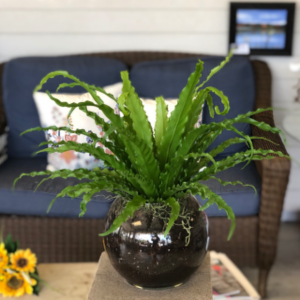 Bird Nest Fern Green Plant