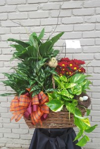 Bird Nest Plant Basket Plant