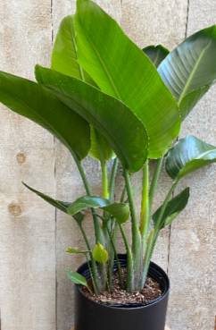 Bird of Paradise Plant