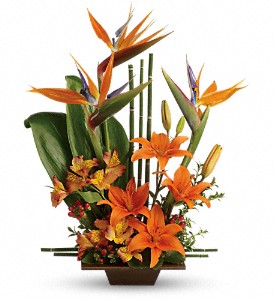BIRD OF PARADISE PREMIUM 