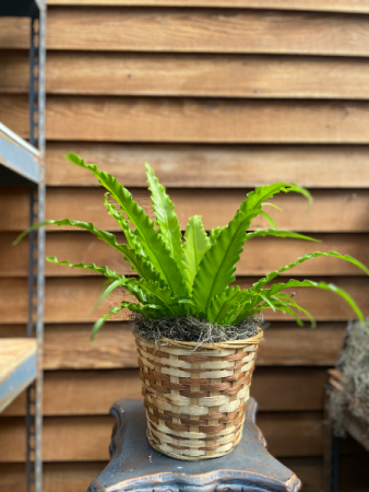Birdnest Fern (6 inch) 