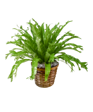 Bird's Nest Fern 6" 