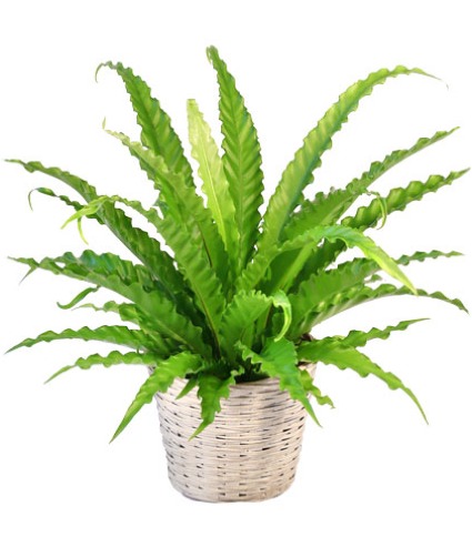 Bird's Nest Fern 