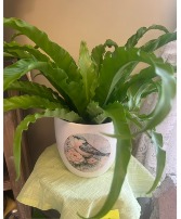 Bird's Nest Fern in ceramic pot