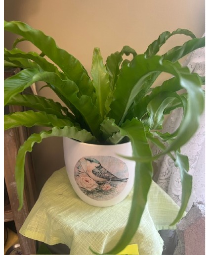 Bird's Nest Fern in ceramic pot