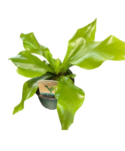 Bird's Nest Fern Plant