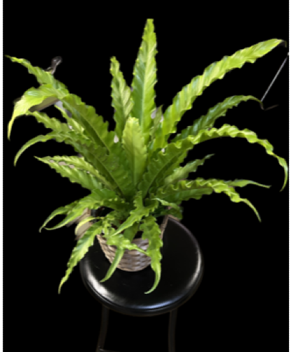 Birds Nest Fern Plants