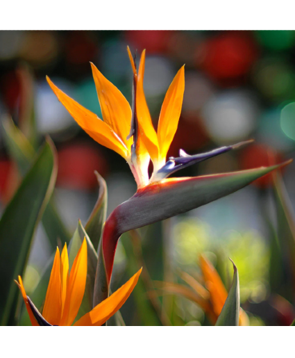 Birds of Paradise Starting at $2.50 per Stem in Tampa, FL
