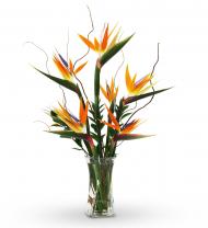 Birds of Paradise Winging Your Way Fabulous Birds of Paradise