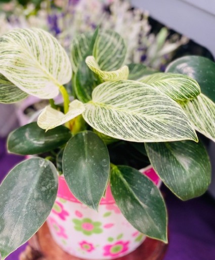 Birkin Philodendron  