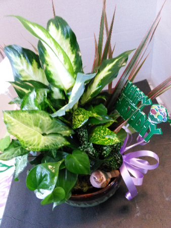 Birthday Dish Garden Live Plants
