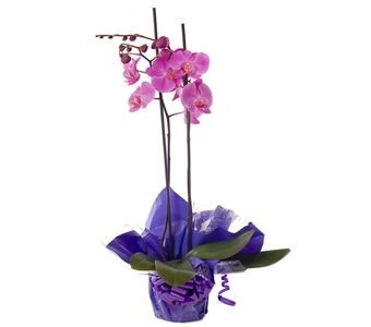 Birthday Orchid Plant 