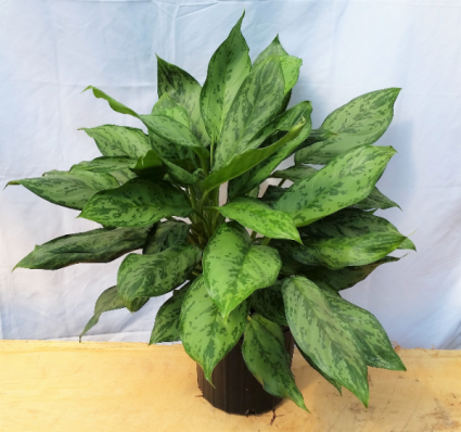 bonsai tree target Plant Superfood for BONSAI Trees with B1 Vitamin, Glucose and Essential Minerals