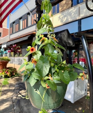 Black-Eyed Susan Vine Hanging Basket 