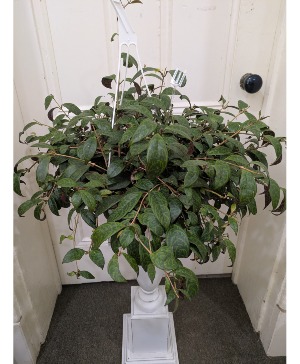 Black Pagoda Lipstick Plant House Plant