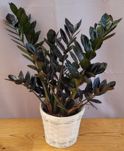 Black ZZ Plant House Plant