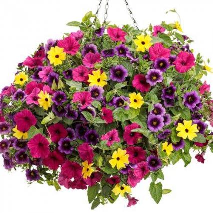 Flower Bomb - 12" Hanging Basket Colorful mixed Petunias