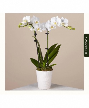 Bliss white orchid  