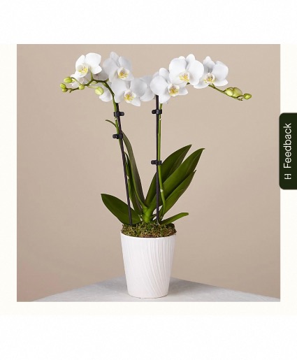 Bliss white orchid  