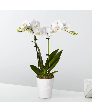 Bliss White Orchid  in Granbury, TX | Domino's Blooms