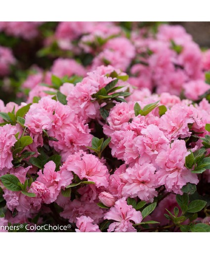 Bloom A Thon Hardy Azalea Pink Double Repeat Blooming Hardy Azalea