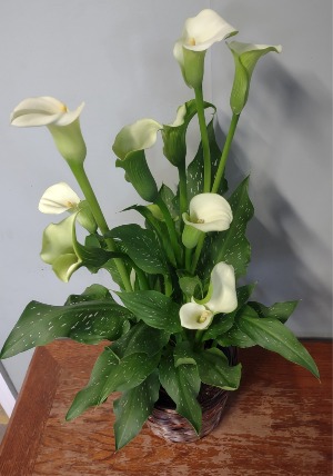 Bloomer Calla Lily Plant