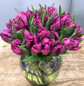 Bloomin' Tulip 