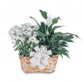 Blooming and Green Plant Combination Plant