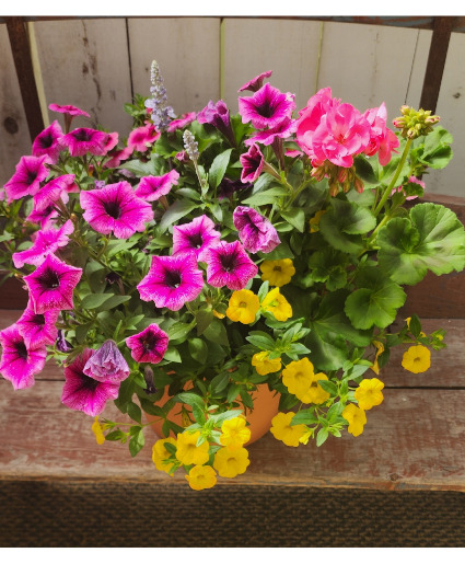 Blooming Annual  Summer Combination Pot