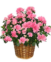 Blooming Azalea Plant  Rhododendron  hybrid