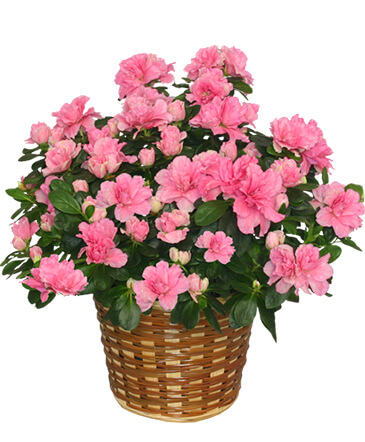 Blooming Azalea Plant  Rhododendron  hybrid in Sedalia, MO | State Fair Floral