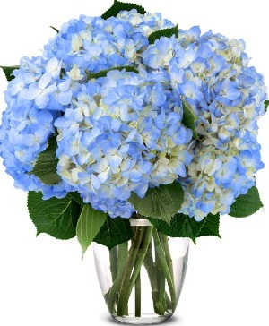 Blooming Blue Hydrangeas  