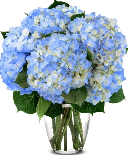 Blooming Blue Hydrangeas  