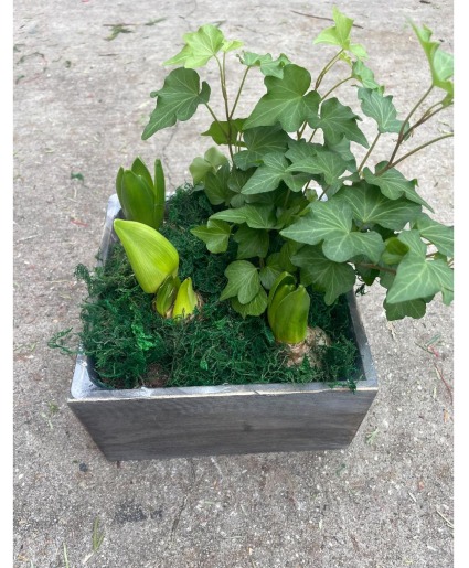 Blooming Bulb Box Keepsake
