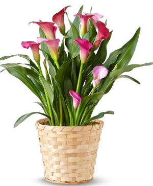 Blooming Calla Lily 