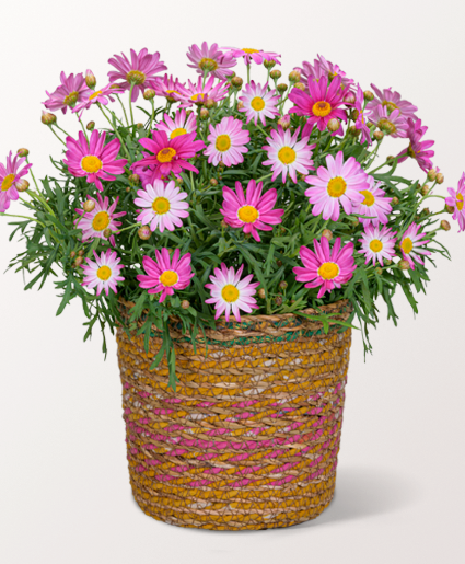 Blooming Daisy Plant  Mother's Day