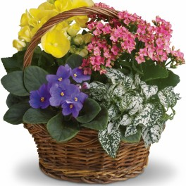 Blooming Dish Garden 