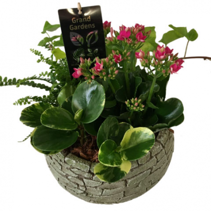 Blooming Dish Garden Plant