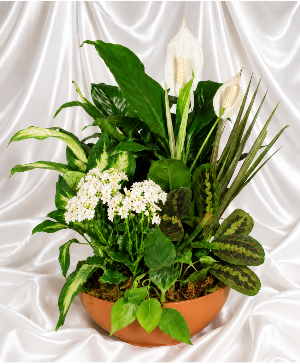 Blooming dish garden 