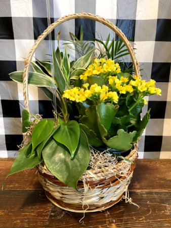 Blooming Dish Garden Basket Plant