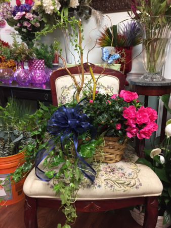 Blooming dish garden  Double basket/triple basket