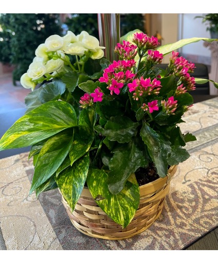 Blooming Dish Garden Plant