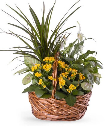 Blooming Dish Garden Plant in Warner Robins, GA | The Flower Truck