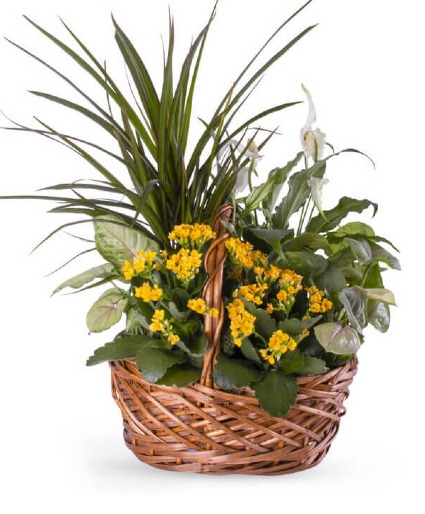 Blooming Dish Garden Plant