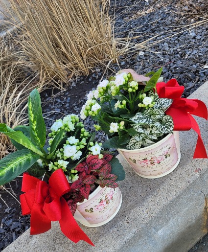 blooming dishgarden 