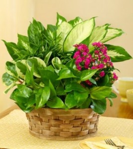 Blooming Garden Basket 