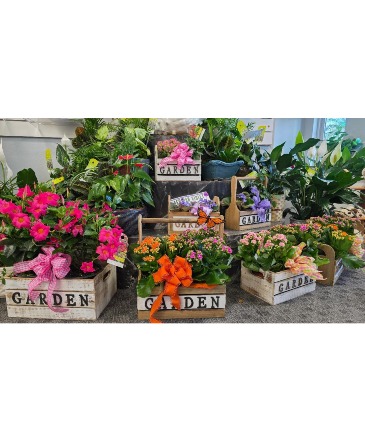 BLOOMING GARDEN LIVE PLANTS in Venice, FL | Venice Garden of Eden Florist