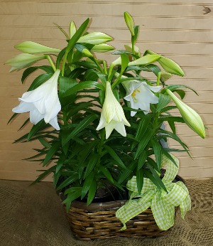 Blooming Grace WOODBURY'S ORIGINAL
