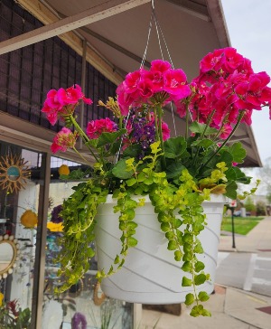 Blooming Hanging Basket 