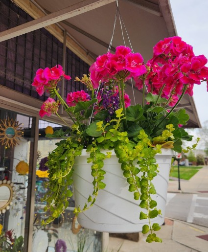 Blooming Hanging Basket 
